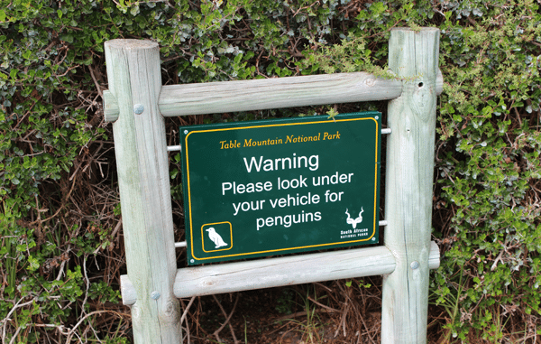 Warning sign for penguins under vehicle