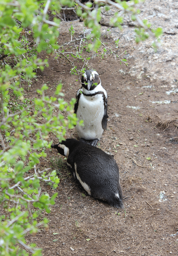 Penguins on a dirt path