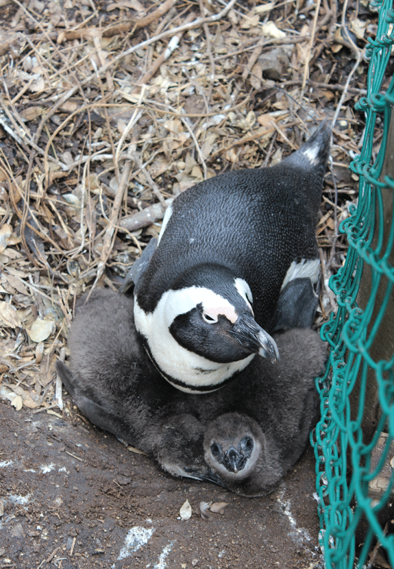 Mom and baby penguins