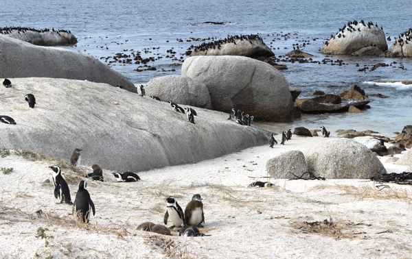 Penguins all over the beach, rocks and water