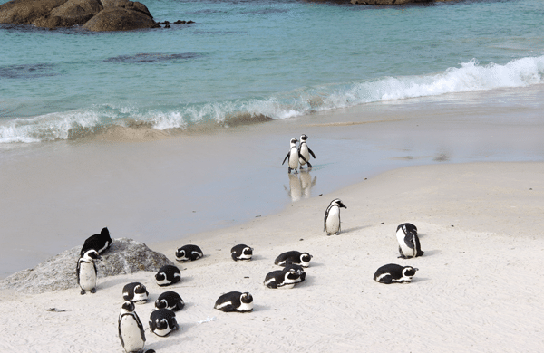 Penguins on the beach