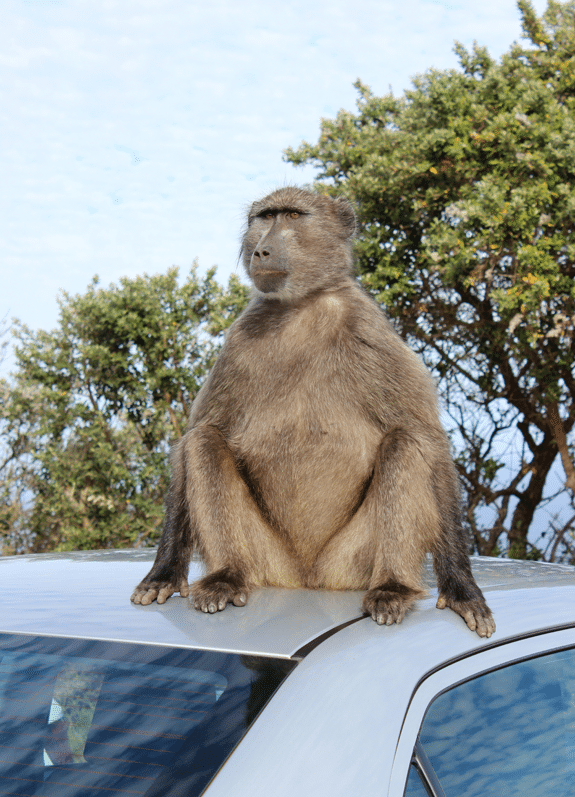 A baboon sitting on the roof of a car