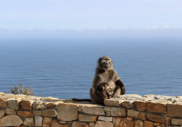 Mom and baby baboon on a rock wall in front of the sea
