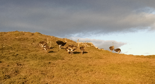 Ostriches