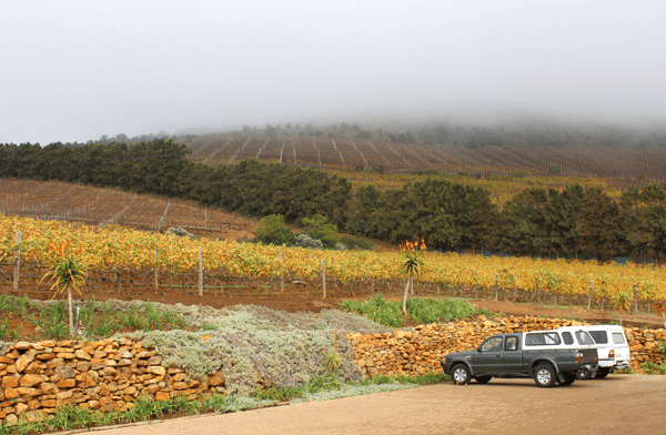 Constantina Glen vineyard landscape