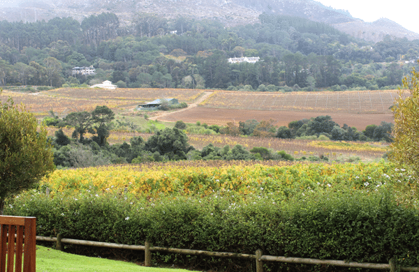 Constantia Glen vineyard landscape