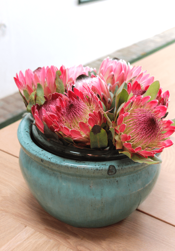 South African pink flowers in a pot