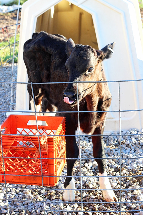 A Calf in a Pen with its Tongue Sticking Out