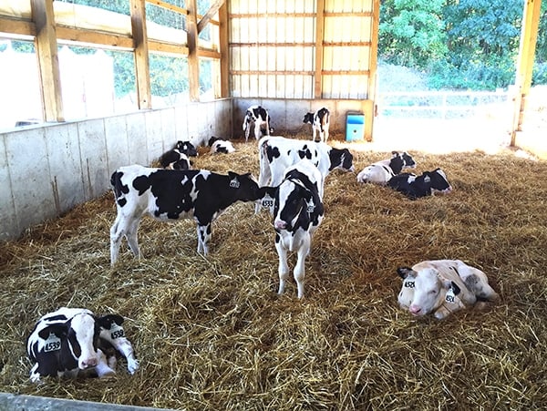 Calves Laying Down and Walking Around in the Barn