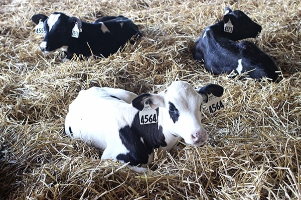 Three Calves Laying Down in a Pile of Hay