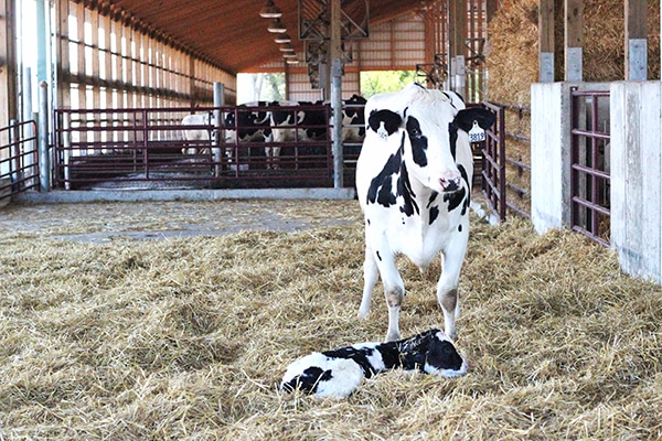 A Cow and its Baby on a Floor Covered in Hay