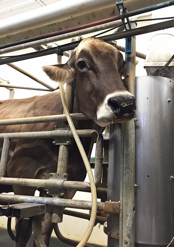 A Brown Cow with Fluffy Ears Being Milked