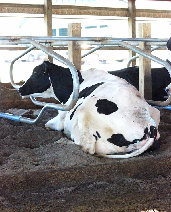 A Black and White Cow Relaxing in its Bay