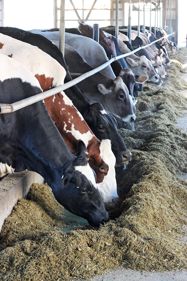 A Lineup of Different Colored Cows Eating Together