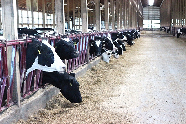 Cows in a Barn Eating and Looking Around