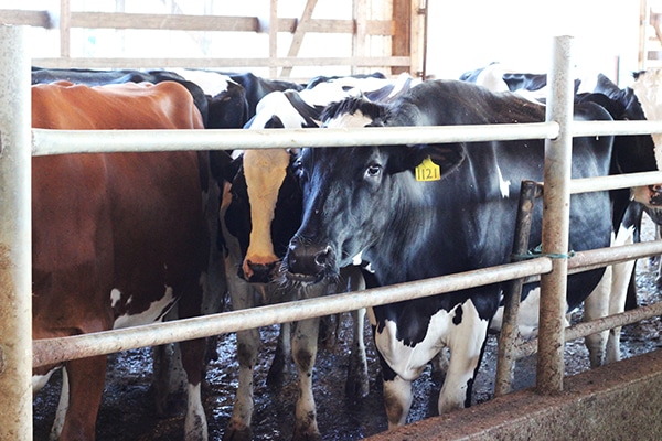 Cows in a Pen with Numbers Attached to Their Ears