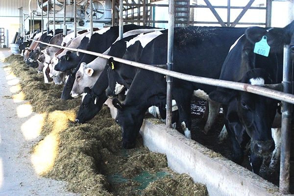 Black and White Cows Eating Lunch at Richman Farms