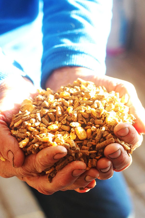 A Heaping Handful of Cow Feed with the Sun Shining on it