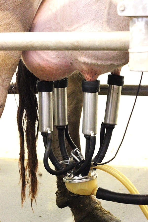 The Milking Contraption in Action on a Cow's Udder