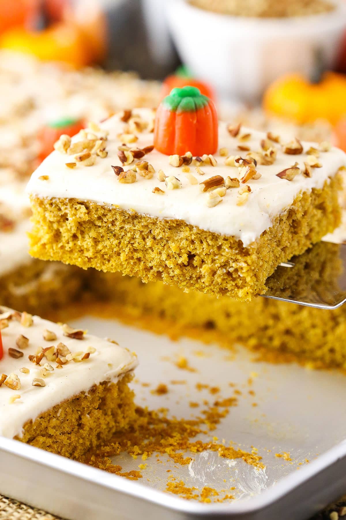 Generously topped with cream cheese frosting, this pumpkin sheet cake tastes just like fall! Pecans and pumpkin candies make it extra cute. Slice of pumpkin sheet cake on a spatula.