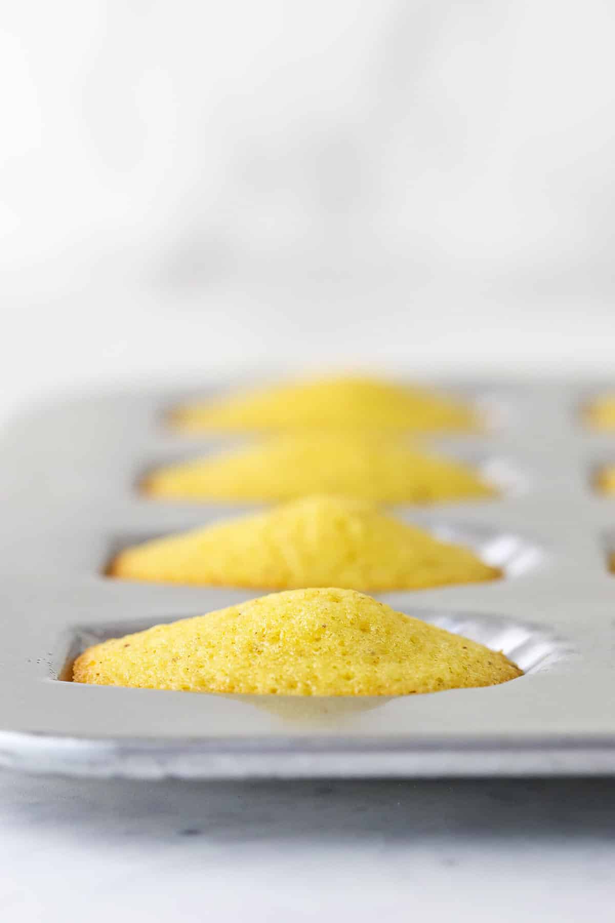 A row of baked madeleines in the scallop pan.